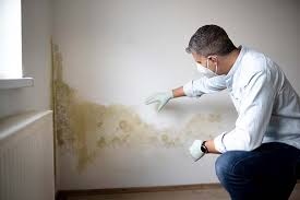 Best Biohazard Mold Removal  in Frankfort, OH